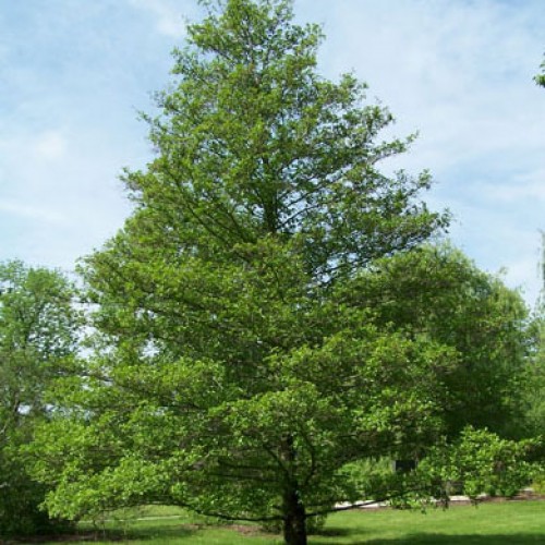 Alnus Glutinosa Tree Alder Moist Areas Pot | ScotPlants Direct